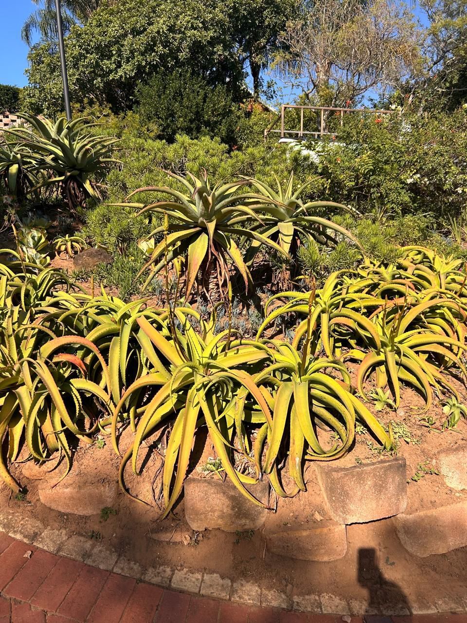 Aloe and succulent landscapes