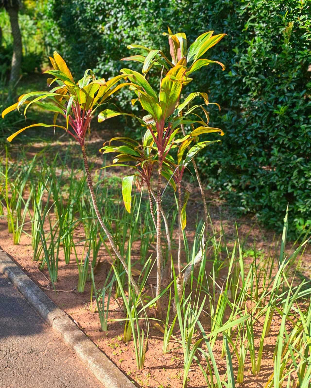 Fern and indigenous gardens